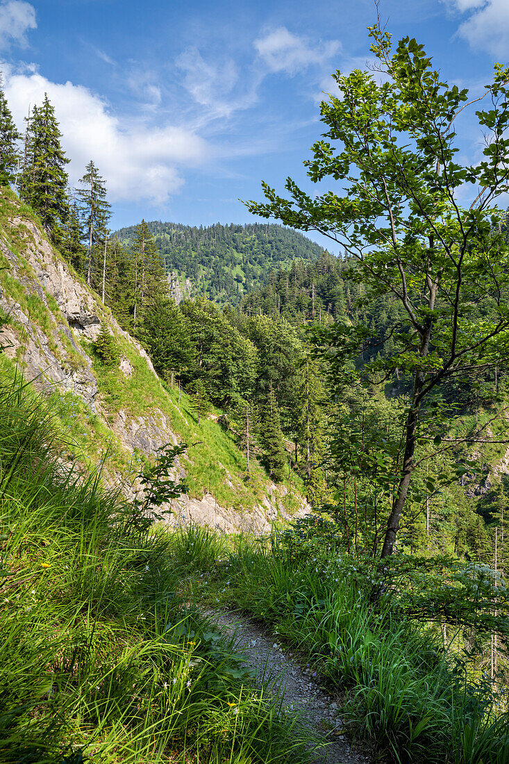  On the trail through the Rappin Gorge, Jachenau, Upper Bavaria, Bavaria, Germany 