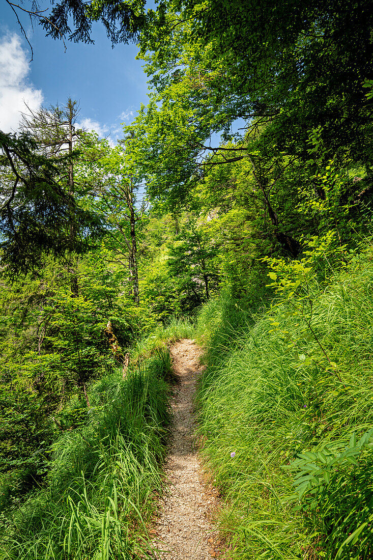 Auf dem Steig durch die Rappinschlucht, Jachenau, Oberbayern, Bayern, Deutschland