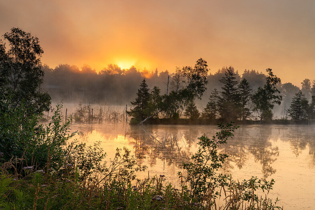  Moor - at daybreak in the Weilheimer Moos, Weilheim, Upper Bavaria, Bavaria, Germany 