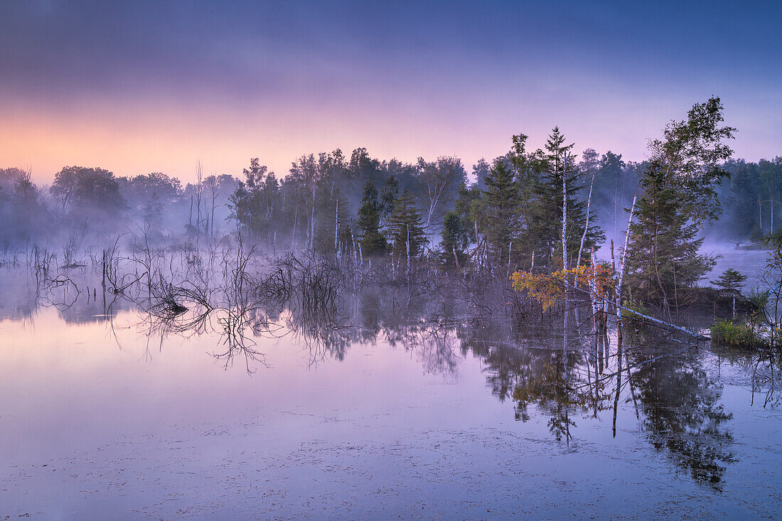  Moor - at daybreak in the Weilheimer Moos, Weilheim, Upper Bavaria, Bavaria, Germany 