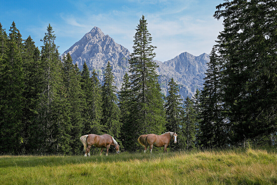  Horses in summer on the Rehbergalm, Karwendel, Mittenwald, Bavaria, Germany 