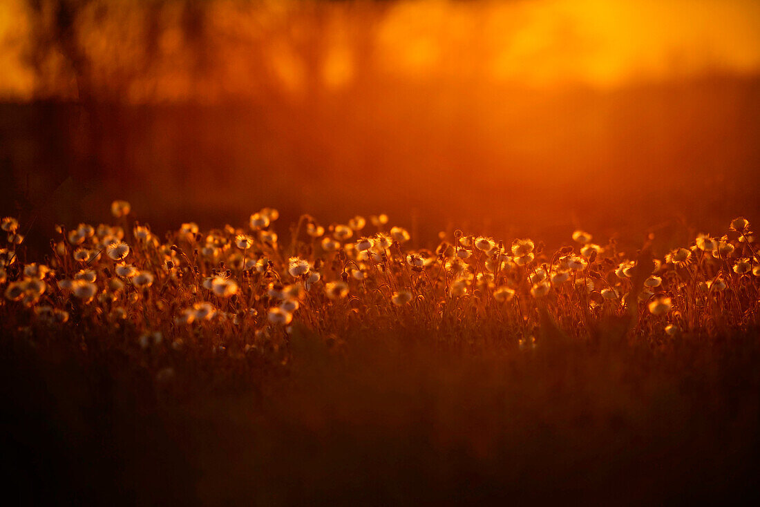 Wiese im Sommer bei Sonnenuntergang