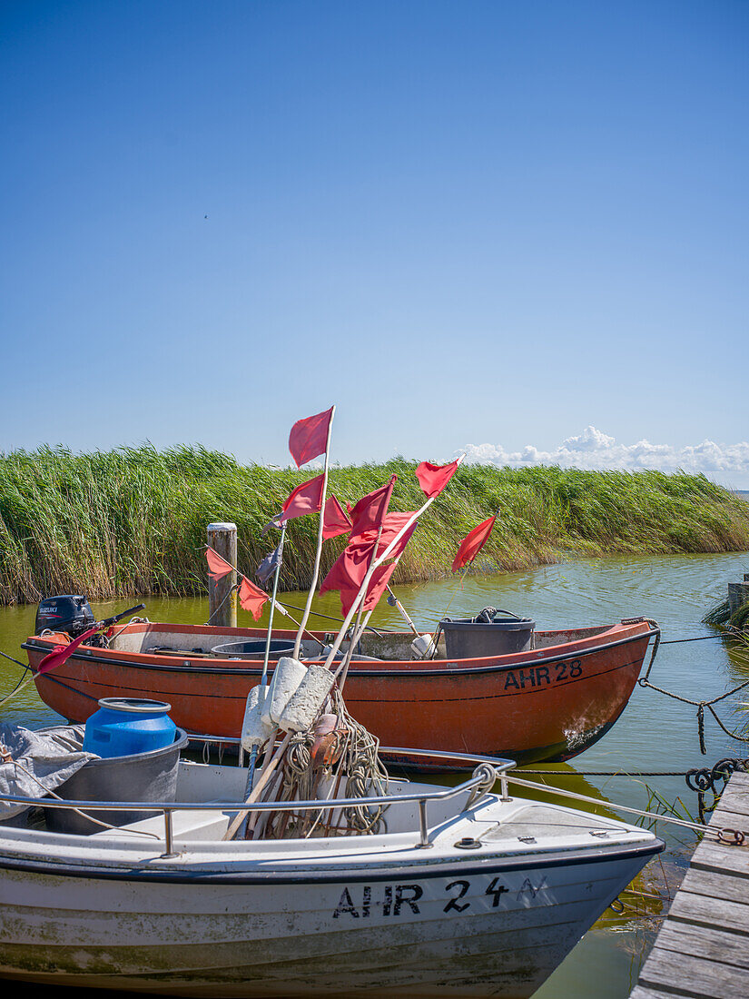  Fishing boats on the Saaler Bodden, Althagen harbor, Ahrenshoop, Baltic Sea, Fischland, Darß, Zingst, Vorpommern-Rügen district, Mecklenburg-Vorpommern, Western Pomerania region, Germany, Europe 