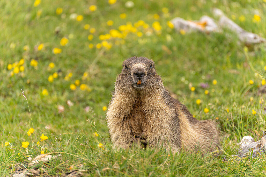  Marmot in the Cirque d&#39;Estaubé in the Pyrenees near Gavarnie-Gèdre, France, Europe 