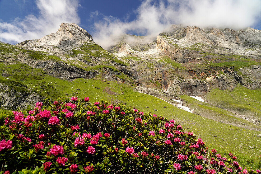  Blooming azalea at the Cirque de Troumouse in the Pyrenees National Park near Gavarnie-Gèdre, France, Europe 