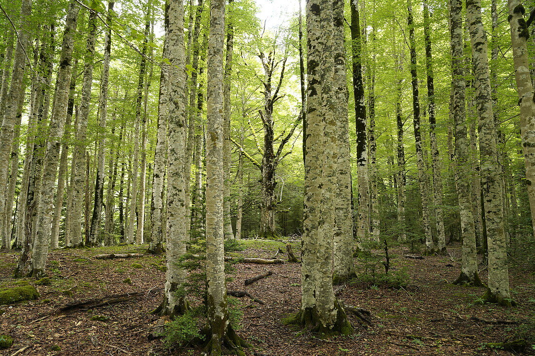  Forest in Ordesa y Monte Perdido National Park, Spain, Europe 