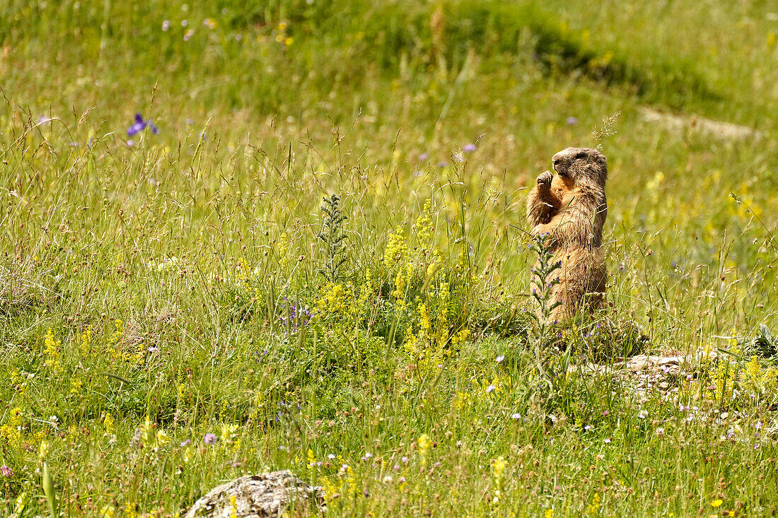  Marmot in the Valle de Otal near Torla-Ordesa, Spain, Europe 