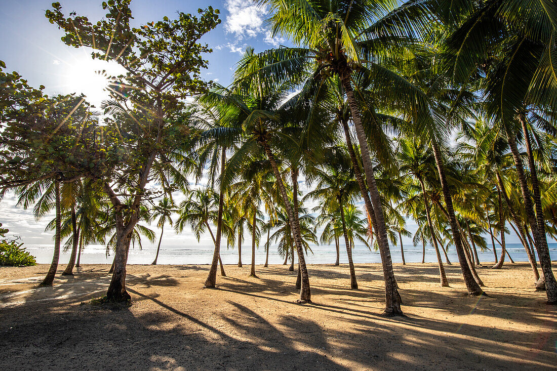  Plage de Bois Jolan, sunrise on the beach, Sainte-Anne, Guadeloupe, French Antilles, France, Europe 