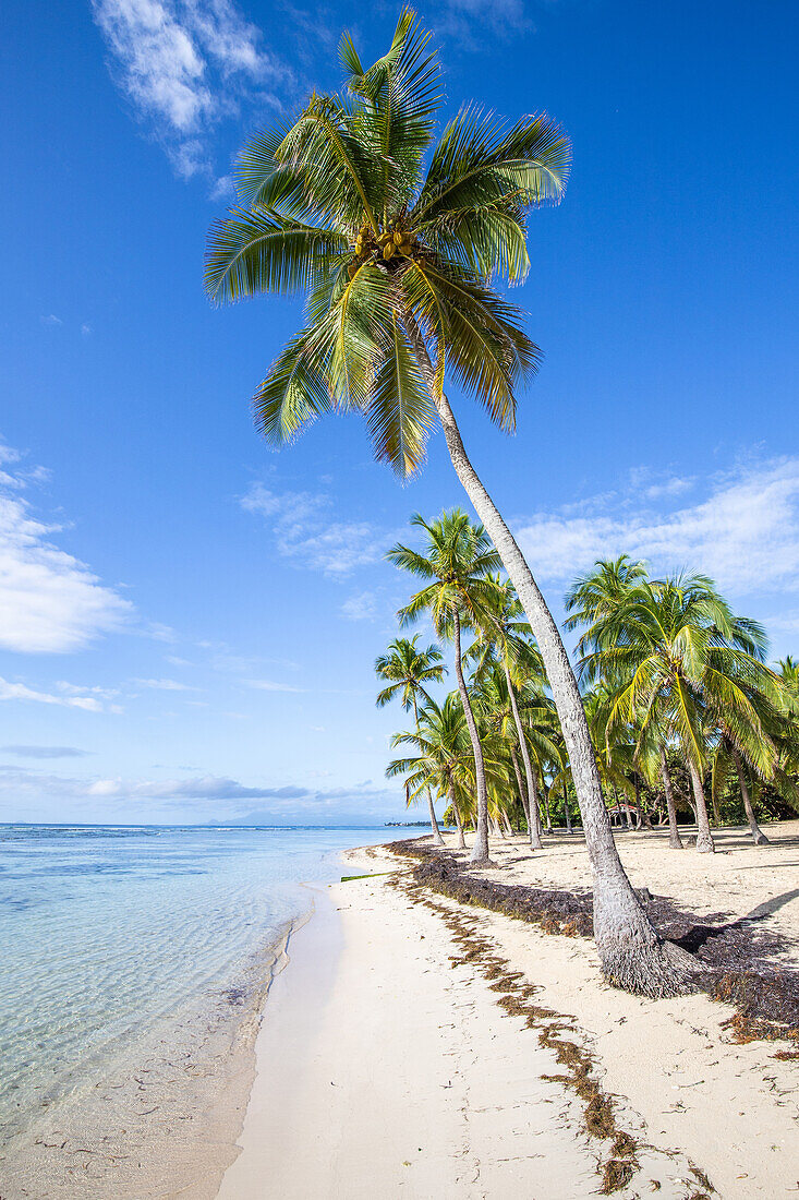  Plage de Bois Jolan, sunrise on the beach, Sainte-Anne, Guadeloupe, French Antilles, France, Europe 