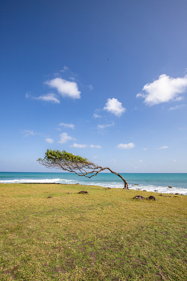  Pointe Allègre, Natural Monument, Trees Growing with the Wind, Plessis Nogent, Sainte Rose, Guadeloupe, French Antilles, France, Europe 