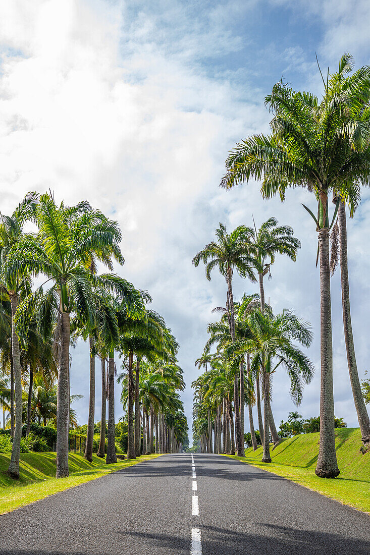  l&#39;Allée Dumanoir, Palm Avenue, Capesterre-Belle-Eau, Guadelupe French Antilles, France, Europe 