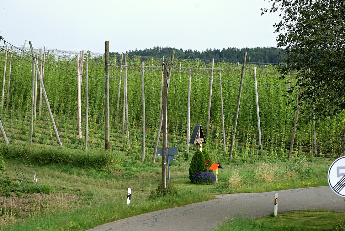 Hopfenanbau in der Holledau (Hallertau) bei Au, Landkreis Freising, Oberbayern, Bayern, Deutschland