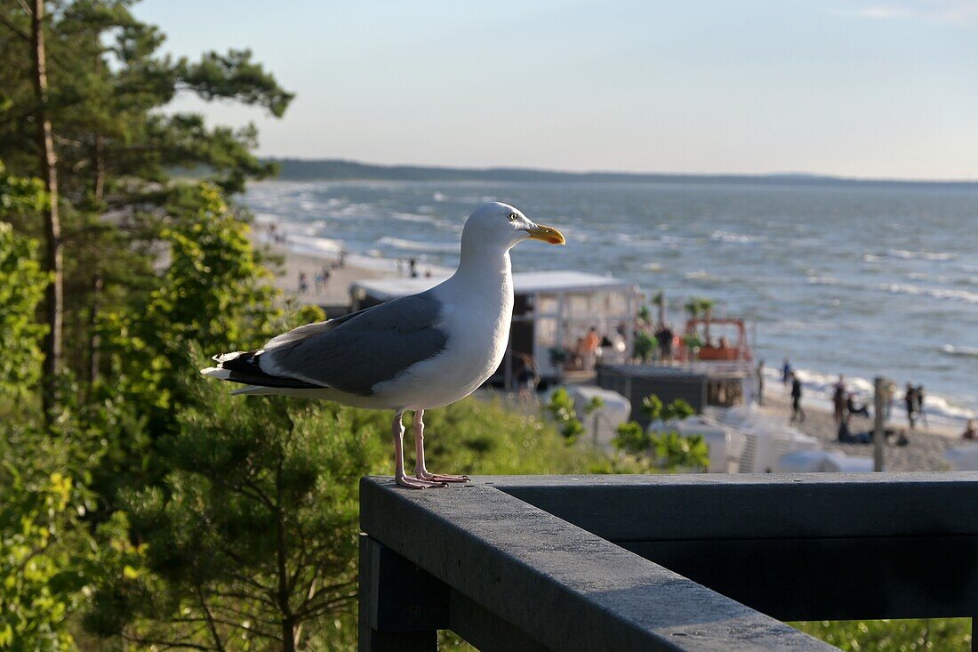  Seagull on the beach of Misdroy (Miedzyzdroje) at Wolinski National Park, Baltic coast, Poland 