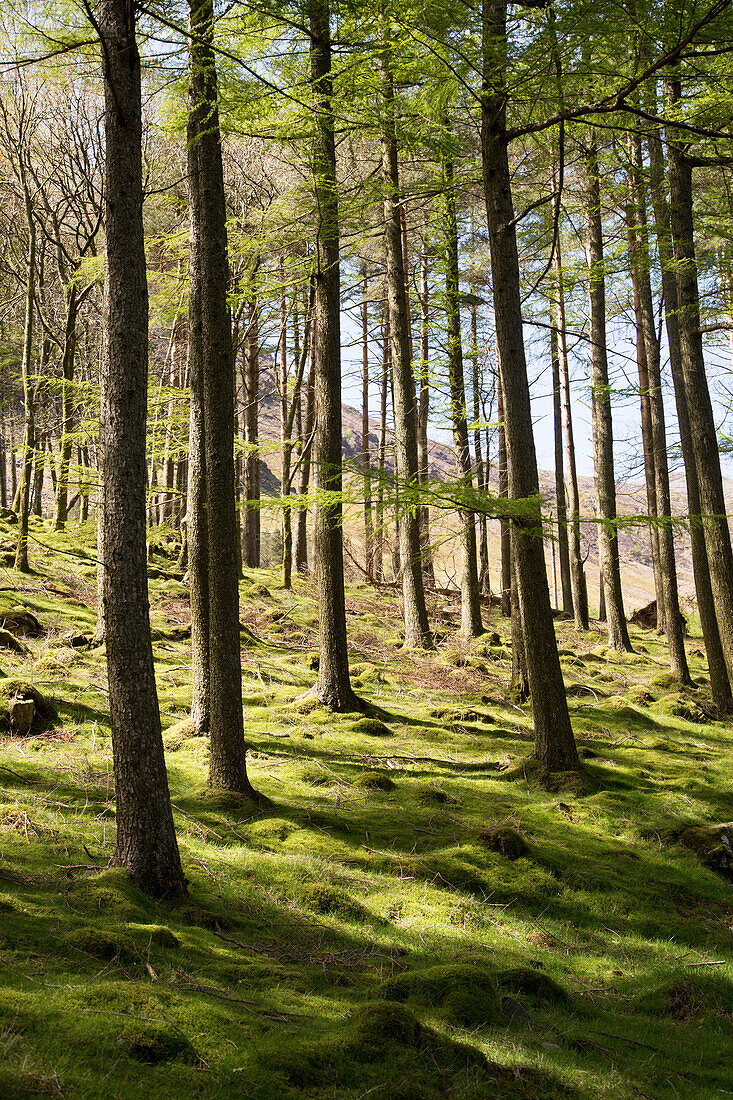  Waldlandschaft Baumstämme am Ufer des Lake Buttermere, Cumbria, England, Großbritannien 