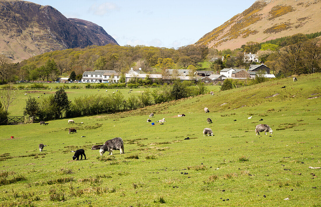  Felder rund um das Dorf Buttermere, Lake District Nationalpark, Cumbria, England, Großbritannien 