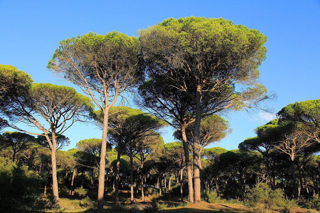  Steinkiefern, Pinus Pinea, Parque Natural de Acantilado, Parque Natural de La Brena, Barbate, Provinz Cadiz, Spanien 