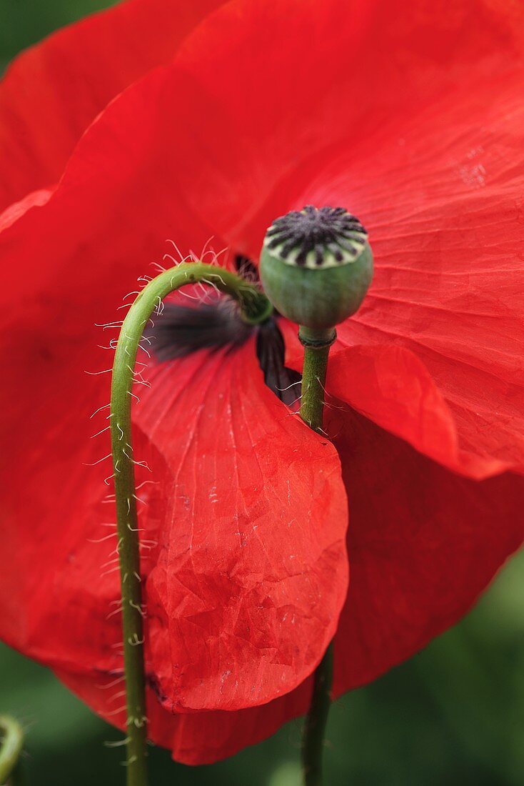 Red poppies and poppy seed heads