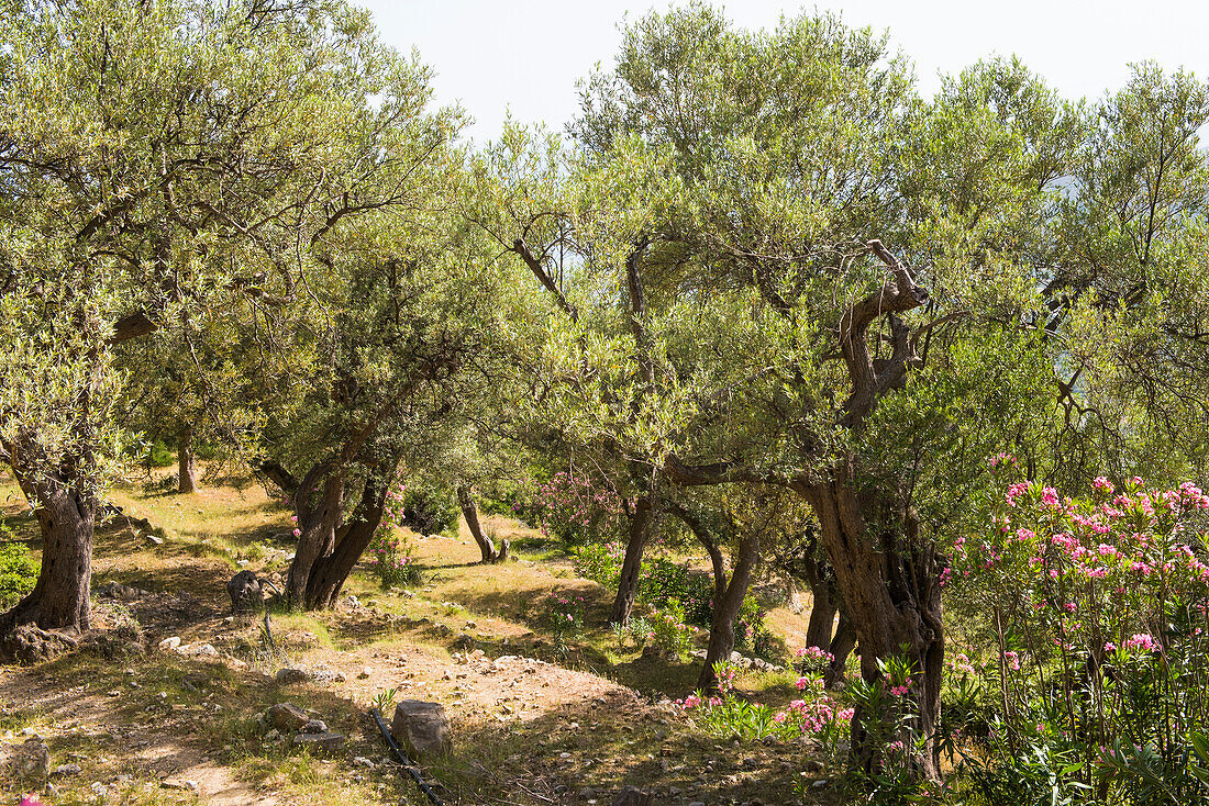 Olive grove at Qeparo, Ionian Coast, Albania, Southeastern Europe