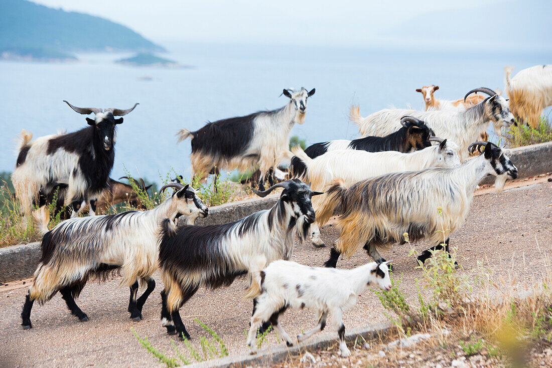  Ziegenherde auf den Höhen der Ionischen Küste bei Saranda, Albanien, Südosteuropa 