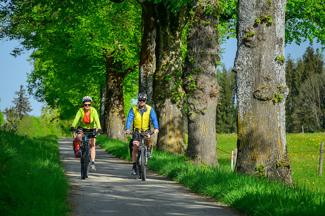  Man and woman cycling on the Lake Constance-Königssee cycle path through Allee, Schönau, Allgäu, Swabia, Bavaria, Germany 