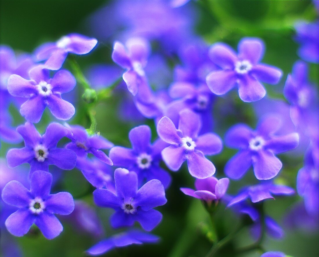 Purple flowers