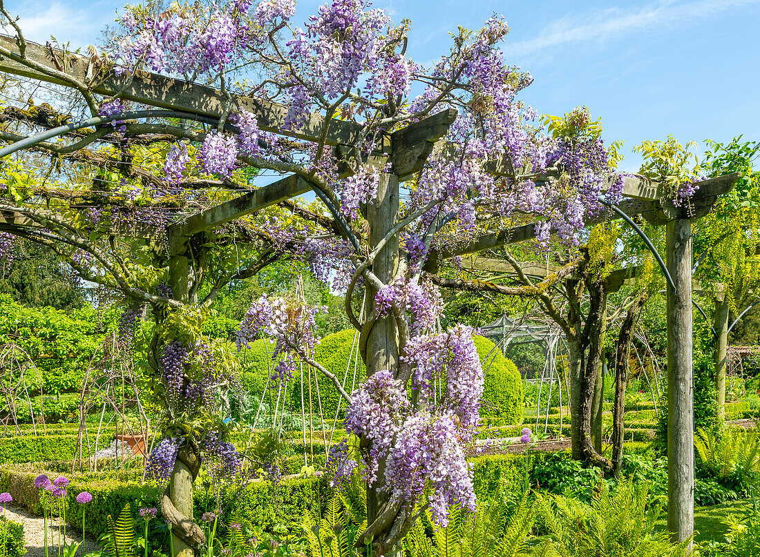 Glyzinien in Blüte, Heale House und Gärten, Middle Woodford, Salisbury, Wiltshire, England, Großbritannien