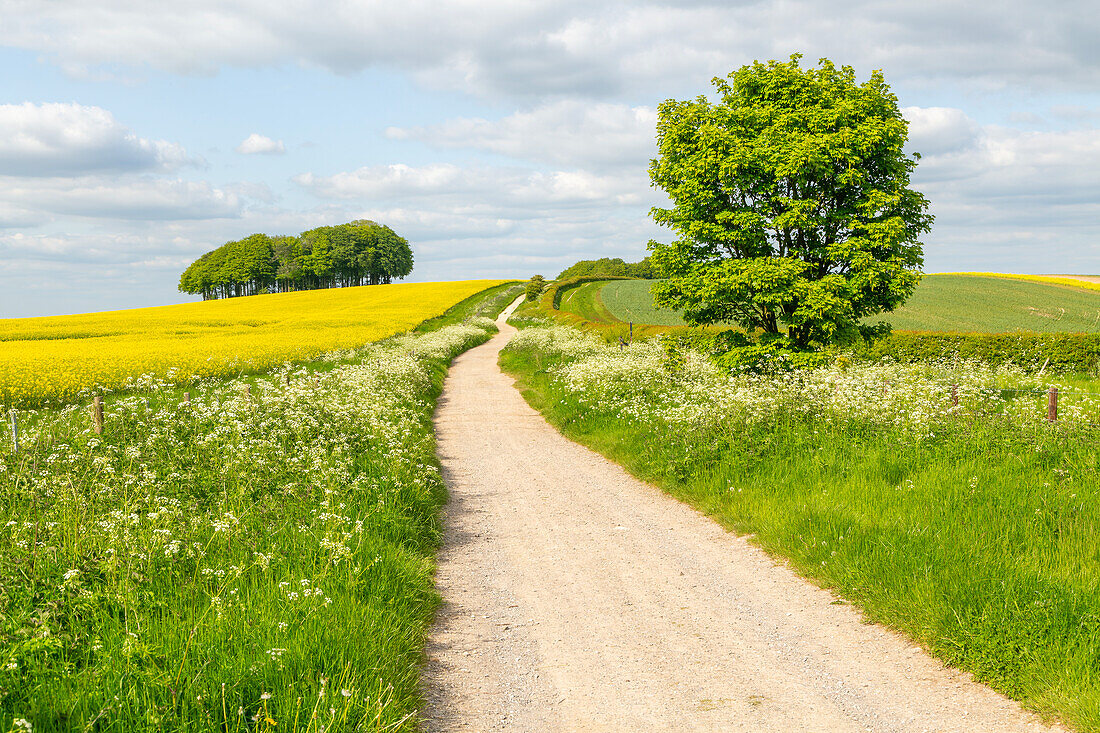 The Ridgeway ancient prehistoric routeway passing across chalk countryside near Hackpen Hill, Wiltshire, England, UK