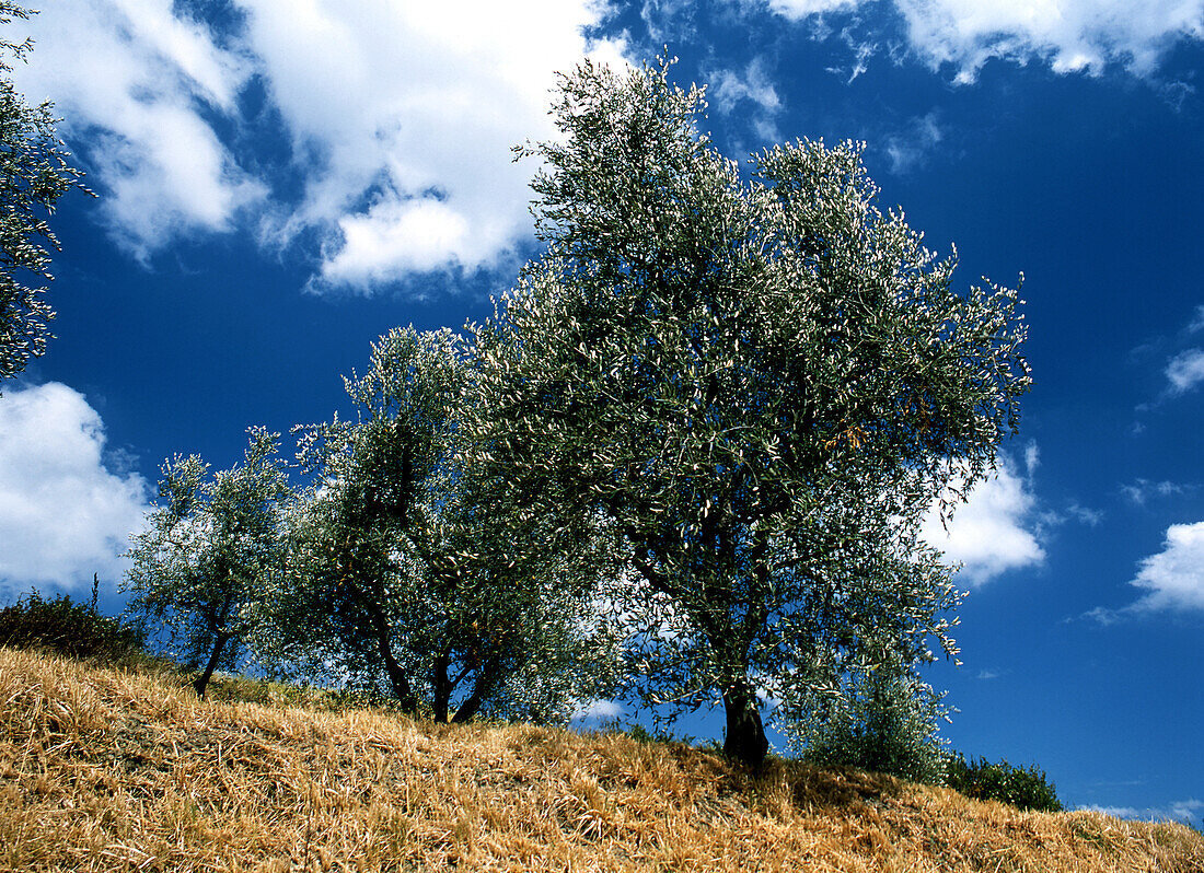 Lucca Olivenbäume