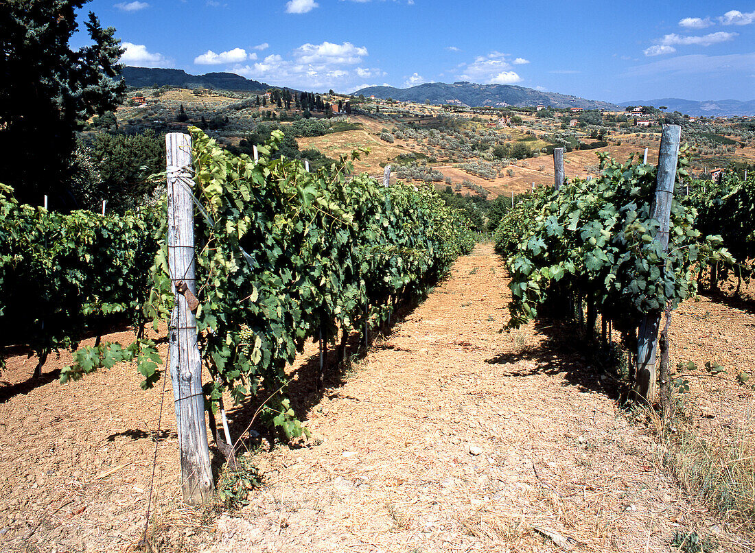 Weinberge Bei San Gennaro, Toskana, Italien