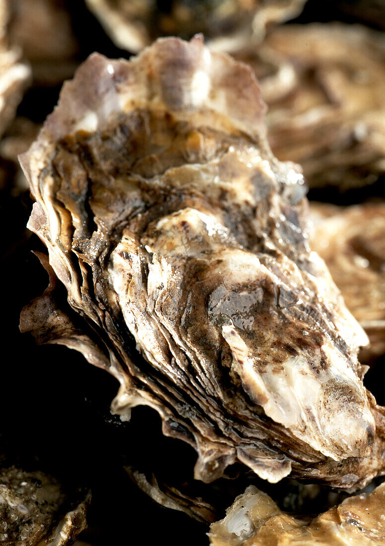  oyster 