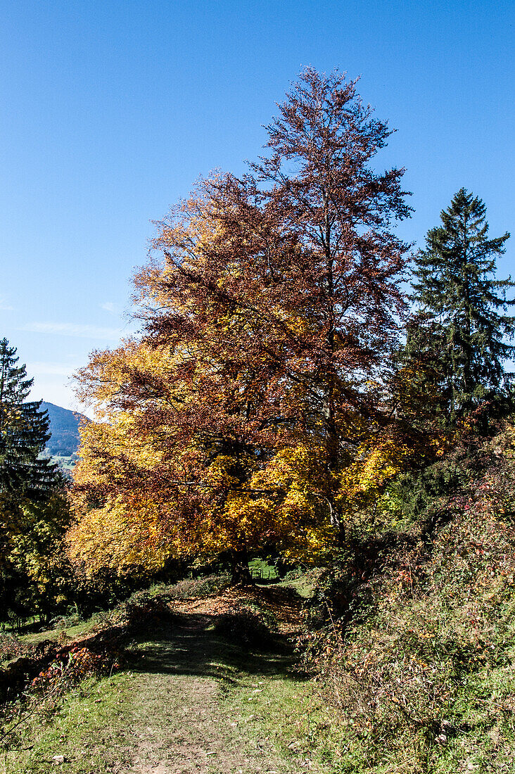  Sonnenberg, Upper Bavaria, mountains, meadows, autumn, relaxation, peace, 