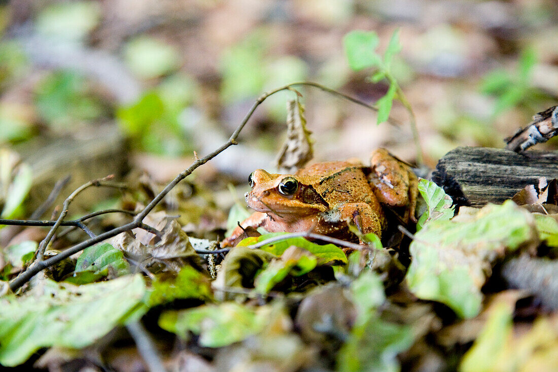 Frosch, Kröte, braun, sitzt im Laub, Detail