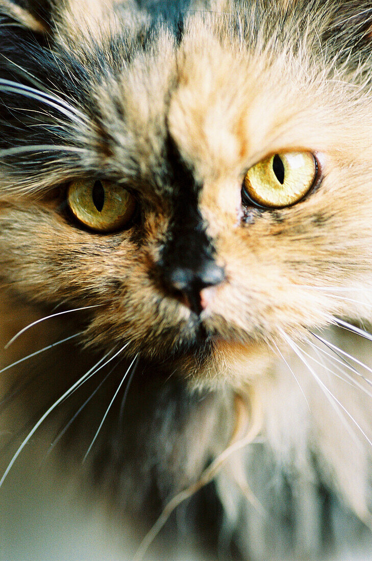 Katze, Kater, schwarz braun, norwegische Waldkatze, Portrait