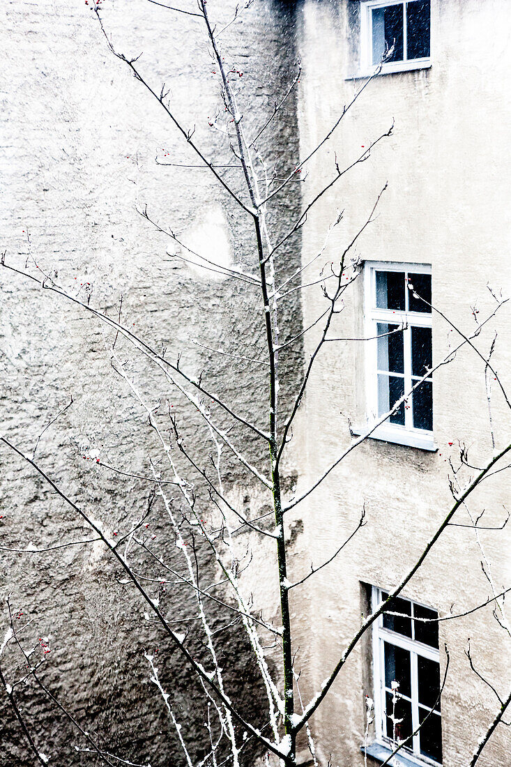  Winter,SW,Snow,Trees,Tree, 