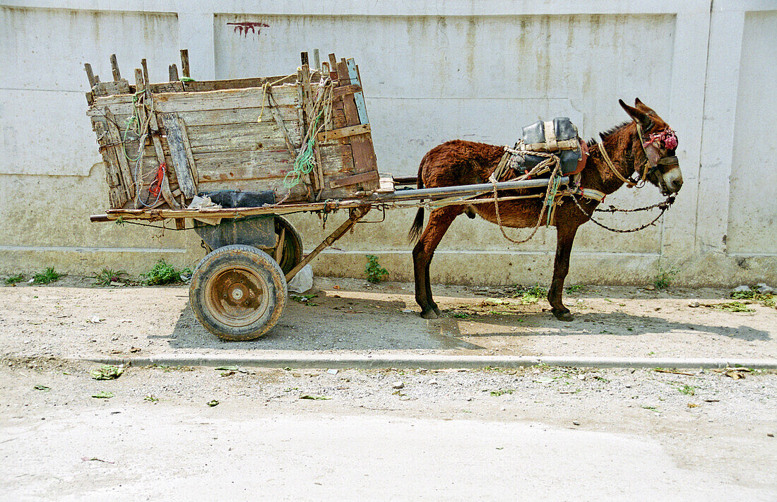  Donkey with donkey cart at the market 