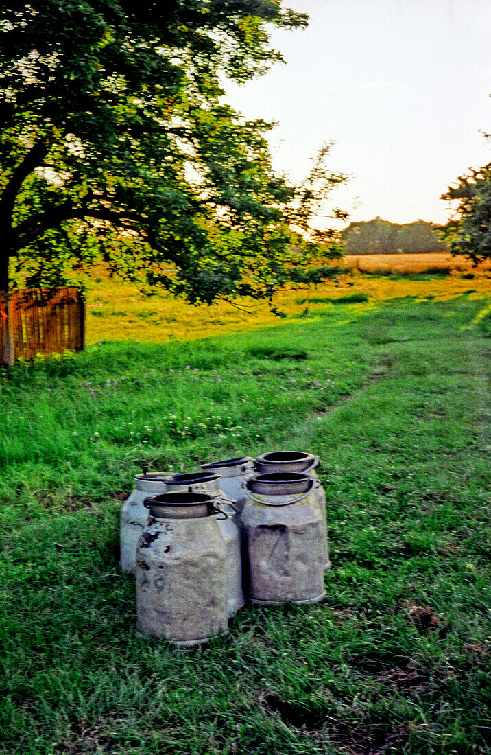 alte Milchkannen auf der Wiese