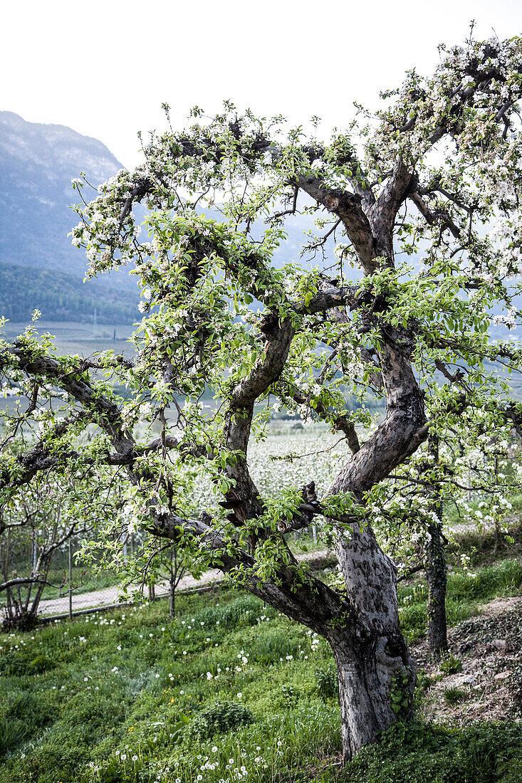 Apfelbäume in der Blüte, Obstbaumblüte