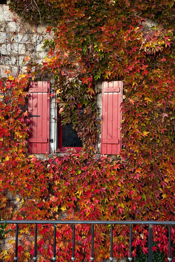 Wilder Wein  (Vitis vinifera) im Herbstlaub wächst an rustikaler Hauswand, Südtirol, Italien