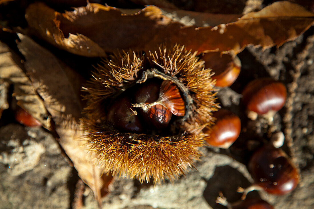  Landscape chestnut whale, chestnut harvest 