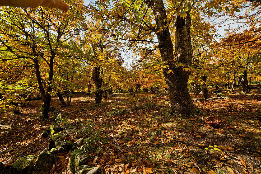  Landscape chestnut whale, chestnut harvest 