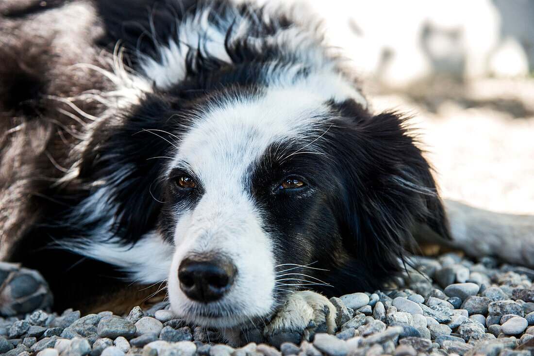 Hund Border Collie, schwarz-weiss gefleckt, Portrait