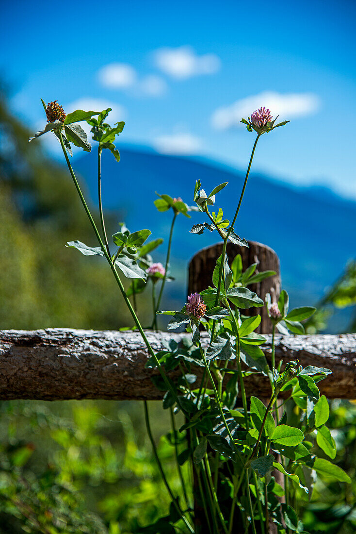  Landscape South Tyrol, mountains, meadows, flowers, peace, blue sky 