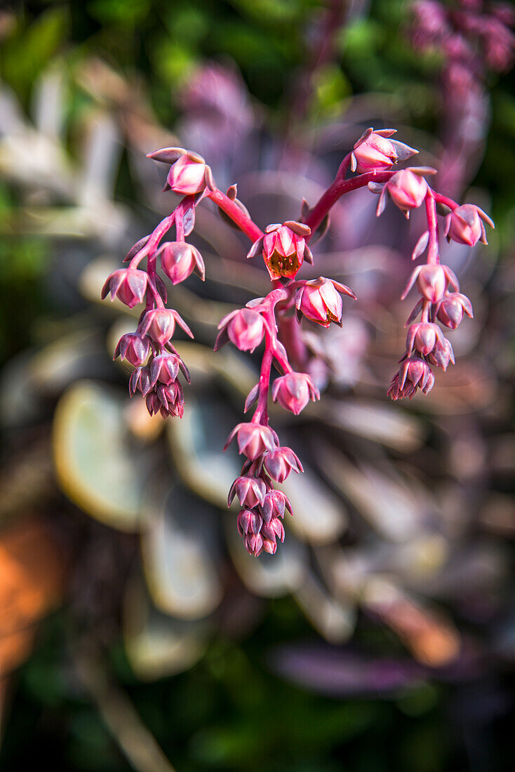 Kaktusblüte, Echeveria mit Blüten, Sukkulente