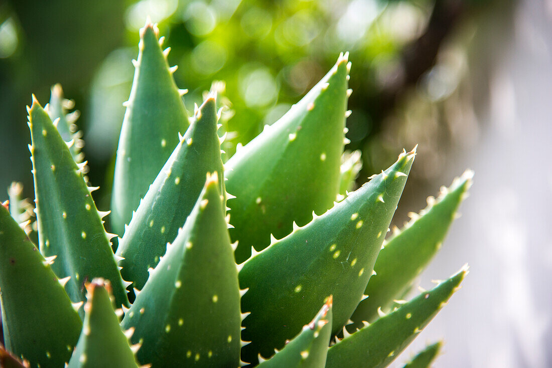  cactus 