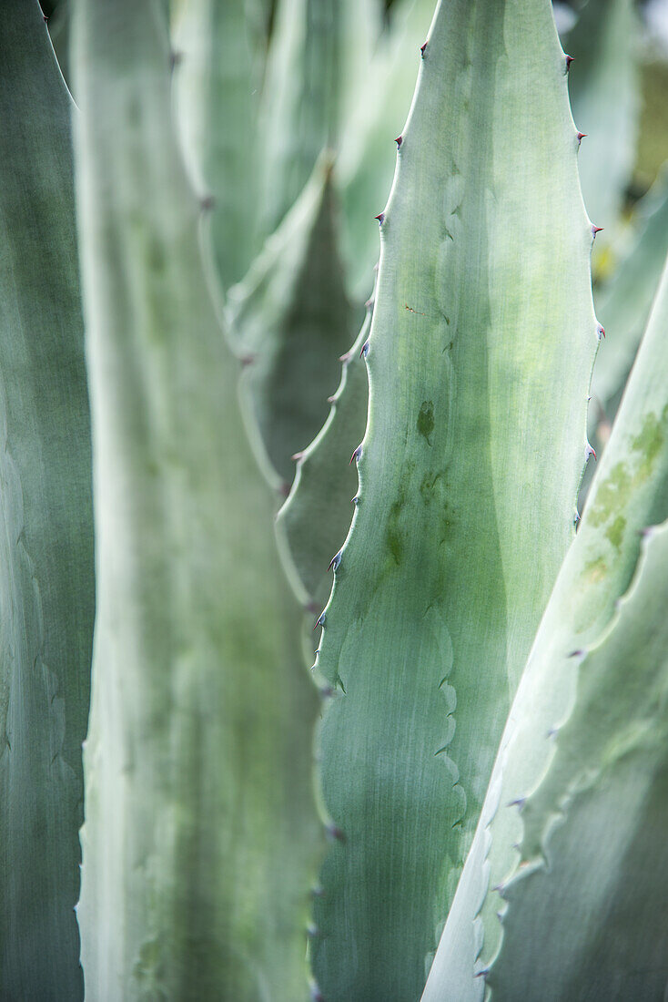 Aloe Vera, Blätter, Portrait