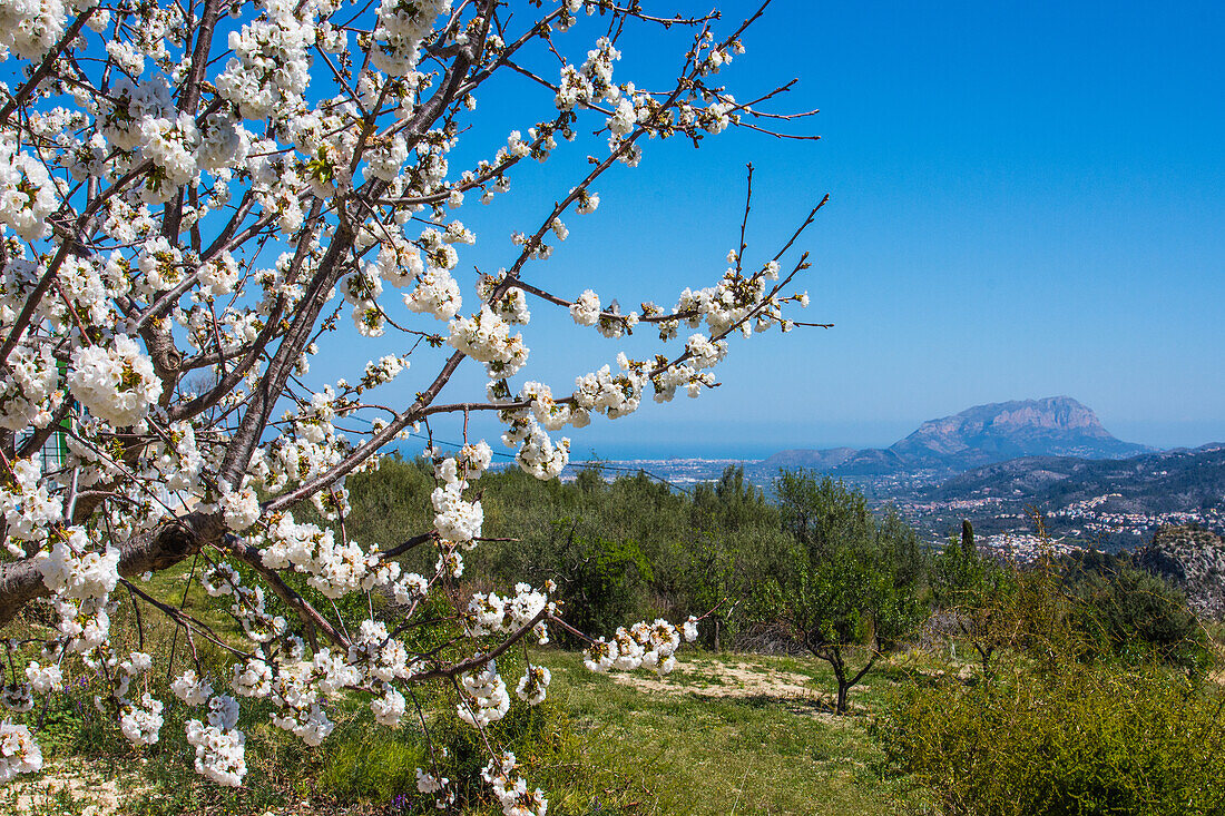  Cherry blossom on the mountain slopes of the Costa Blanca, Alicante province, Spain 