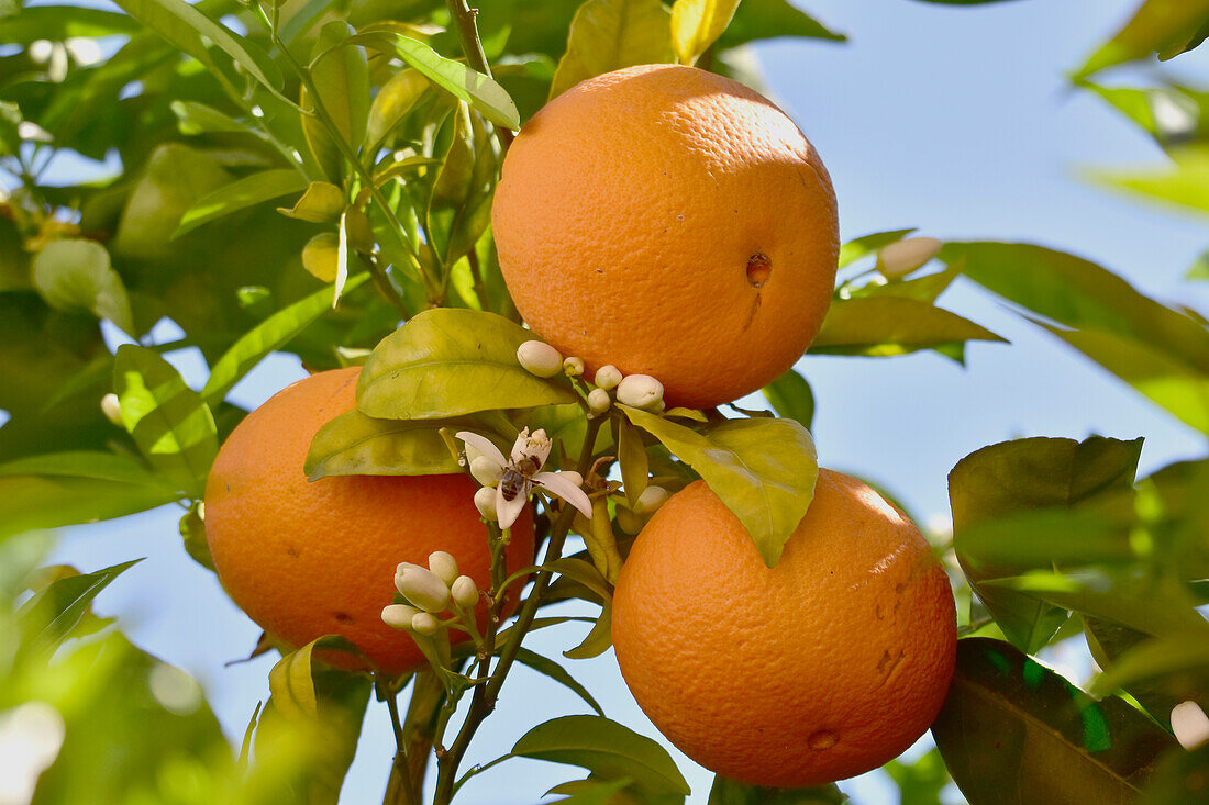 Orangenblüte und Früchte am Baum, in den Plantagen der Provinz Valencia, Spanien