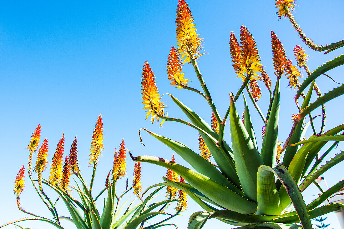  Aloe blossom in February in Spain, province of Alicante 