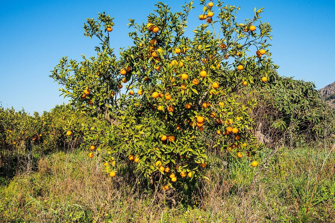  Orange plantations, Valencia province, no longer maintained due to price drop, totally overgrown, Spain 