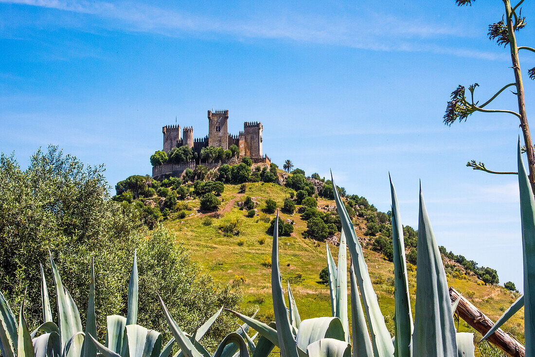 Blick zur Ritterburg aus dem Mittelalter, umgeben von Olivenhainen, Almodovar del Rio, Provinz Cordoba, Andalusien, Spanien